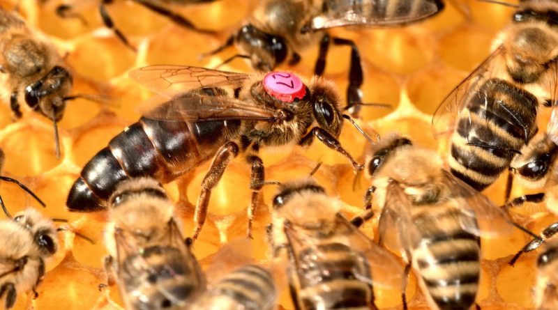 elevage reine abeille
