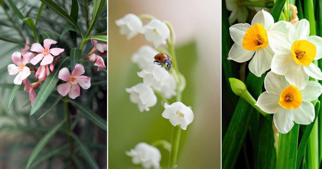 fleurs toxiques liste