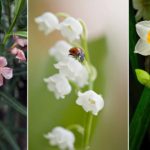 Les plantes toxiques et les éventuels risques