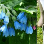 La consoude; plante indispensable à votre jardin