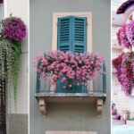 Quel fleurs pour décorer un balcon ?