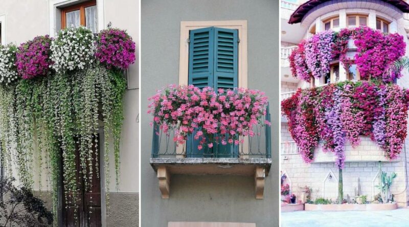 fleurs balcon