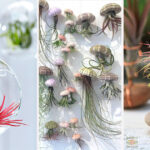 Tillandsia