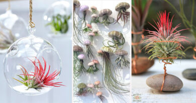 Tillandsia