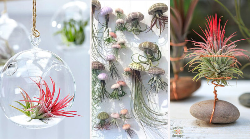 Tillandsia