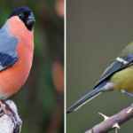 oiseau indispensable jardin