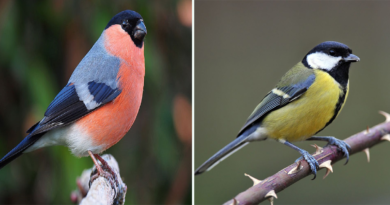 oiseau indispensable jardin